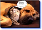 mensagem power point se os animais falassem