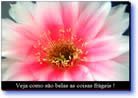 mensagem motivacional em power point pps conselhos para ser feliz