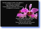 Atire a primeira flor - Mensagem de Motivação e auto-estima em powerpoint