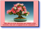 Bonsai, harmonia entre o homem e o universo - Mensagem motivacional em pps