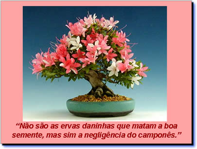 mensagens em pps power point sobre liderança, treinamento e auto-estima Bonsai, harmonia entre o homem e o universo - Mensagem motivacional em power point