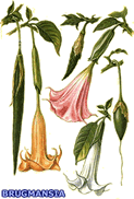 Magia elemntal para viagem astral
