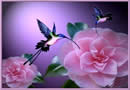 AAA