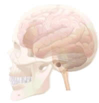 Evolução do Cranio Humano