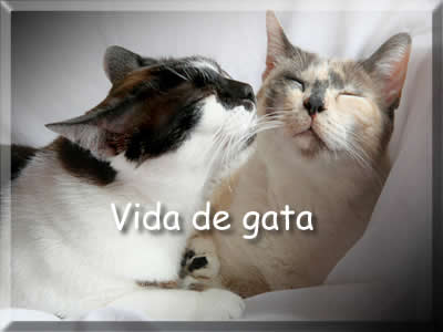 mensagem para amiga, vida de gata