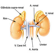 Saúde da Glândula Supra Renal