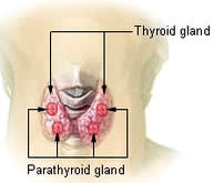 Saúde Glandula Tiróide ou Tireóide